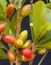 Miracle Fruit () - Synsepalum dulcificum