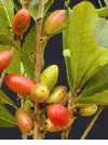 Miracle Fruit () - Synsepalum dulcificum
