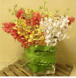 Mixed color orchids