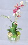 Mixed orchid 