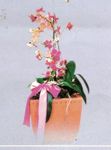 Mixed orchid