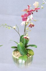 Mixed orchid 