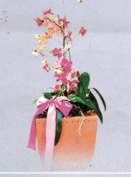 Mixed orchid