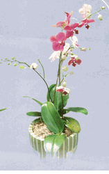 Mixed orchid 