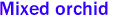 Mixed orchid 