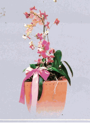 Mixed orchid