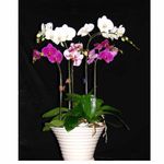 Mixed orchids arrangements