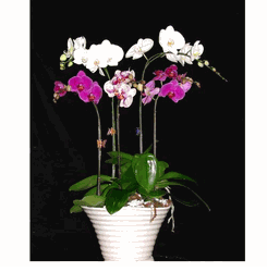 Mixed orchids arrangements