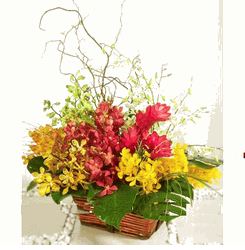 Mixed orchids arrangements 