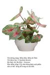 mondom- Caladium bicolor