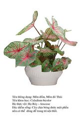 mondom- Caladium bicolor