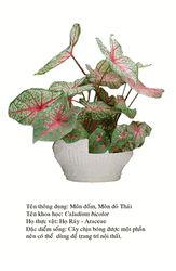 mondom- Caladium bicolor