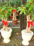Money Tree 1 Pots
