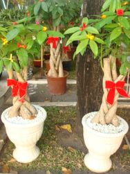 Money Tree 1 Pots