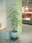 Money Tree