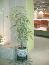Money Tree