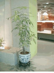 Money Tree