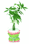 Money tree gift 8 inches