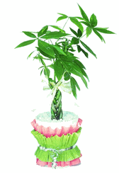 Money tree gift 8 inches
