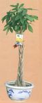 Money tree Kimngan plant