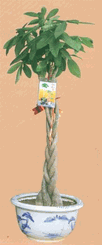 Money tree Kimngan plant