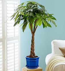 Money Tree plant