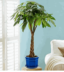 Money Tree plant