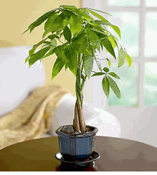 Money Tree Plant