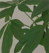 Money Tree, Provision Tree, Malabar Chestnut Tree - 