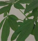 Money Tree, Provision Tree, Malabar Chestnut Tree - 