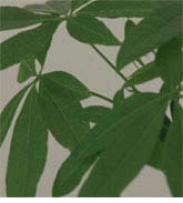 Money Tree, Provision Tree, Malabar Chestnut Tree - 