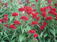 Mong ga Plants