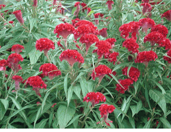Mong ga Plants