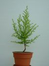 Monterey Cypress (Tng Thm) 