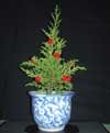 Monterey Cypress (Tng Thm) 