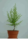 Monterey Cypress (T�ng Th�m) 