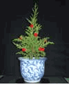 Monterey Cypress (T�ng Th�m) 
