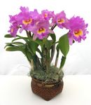 Mothers Day Magnificent 2 stems cattleya orchids