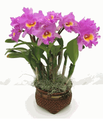 Mothers Day Magnificent 2 stems cattleya orchids