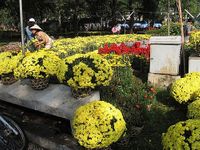 Mum Flower