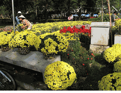 Mum Flower
