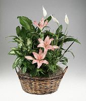 Natural basket of mixed foliage with flower accents.