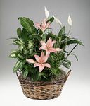 Natural basket of mixed foliage with flower accents.