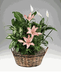 Natural basket of mixed foliage with flower accents.