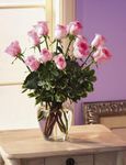 New Baby Pink Roses 