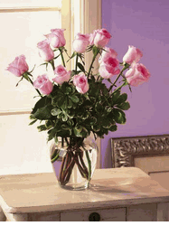 New Baby Pink Roses 