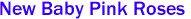 New Baby Pink Roses 