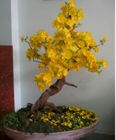  New Year Flowers Blooming