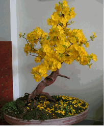  New Year Flowers Blooming