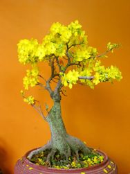 New Year Hoa Mai Plum Tree bonsai